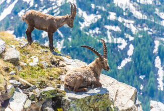 Are Alpine Ibex Goats Becoming Night Owls?
